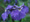 Nőszirom (Iris ensata)